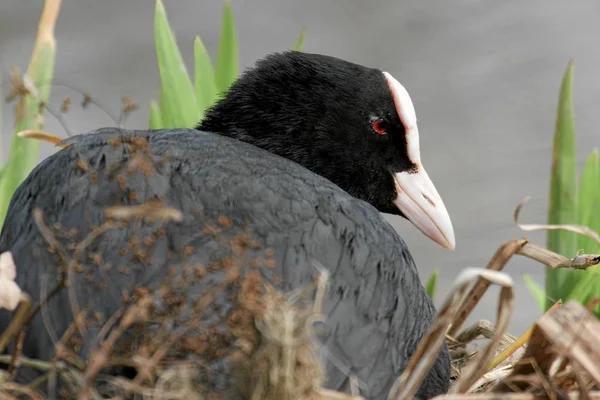 Aussichtsreiche Aussicht Auf Schöne Vögel Der Natur — Stockfoto