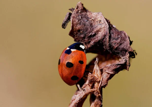 Visão Close Pequeno Inseto Ladybird — Fotografia de Stock