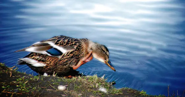 春にはきれいになり — ストック写真