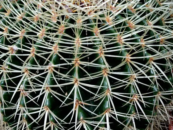 Pianta Tropicale Cactus Esotico — Foto Stock