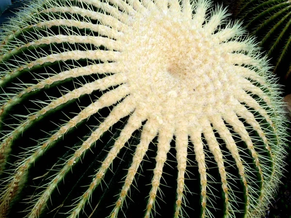 Tropisk Växt Exotisk Kaktus — Stockfoto