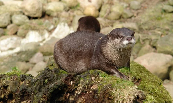 Dwarf Otter Amblonyx Cinereus Otter Common Southeast Asia Head Hull — Stock Photo, Image