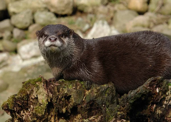 Nutria Enana Amblonyx Cinereus Una Nutria Común Sudeste Asiático Con — Foto de Stock