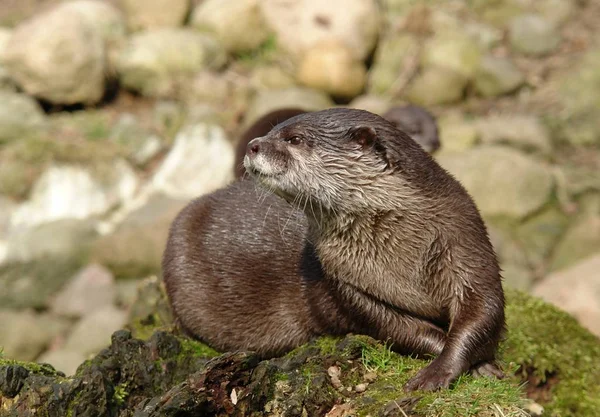 Primer Plano Los Animales Zoológico — Foto de Stock