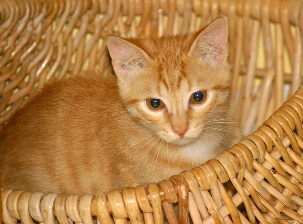 Sepette Küçük Bir Kedi — Stok fotoğraf