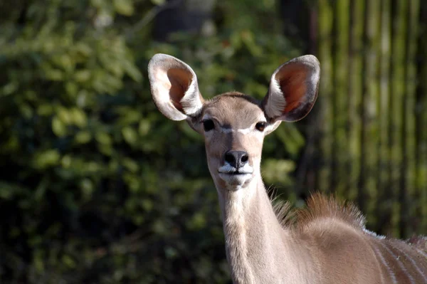 Třída Savci Savci Nphoto Norder Artiodactyla Paarhuftiere Nfamily Bovidae Antilopa — Stock fotografie