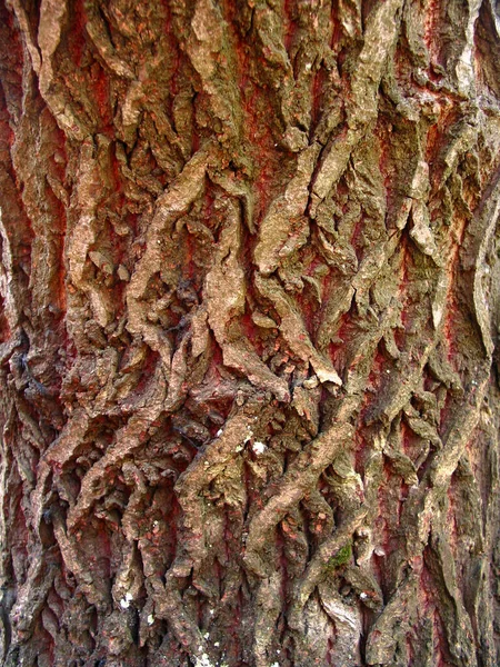 Кора Ствола Дерева Древесина — стоковое фото