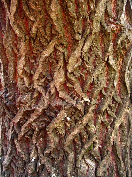 Écorce Tronc Arbre Bois Sciage — Photo