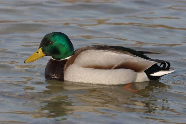 Aussichtsreiche Aussicht Auf Süße Stockente Der Natur — Stockfoto