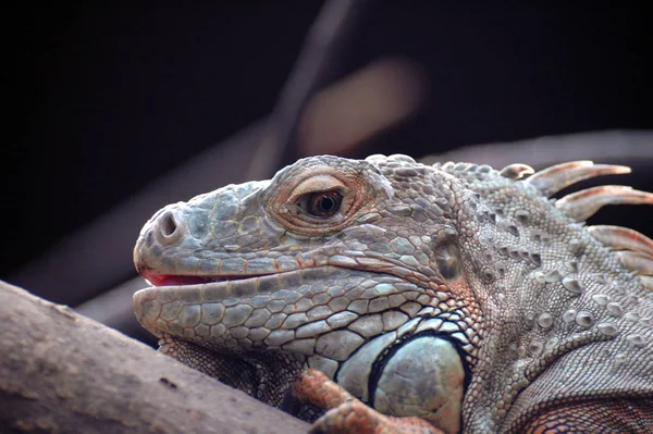 Jaszczurka Iguana Drapieżnik Zwierzę — Zdjęcie stockowe