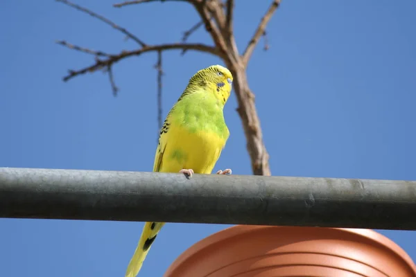 Vista Cênica Papagaios Budgerigar Coloridos — Fotografia de Stock