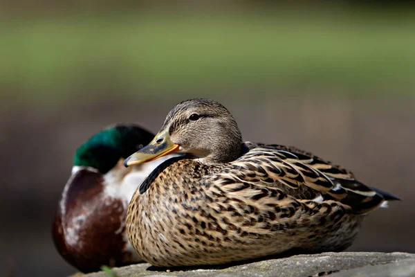 Festői Kilátás Gyönyörű Madár Természetben — Stock Fotó