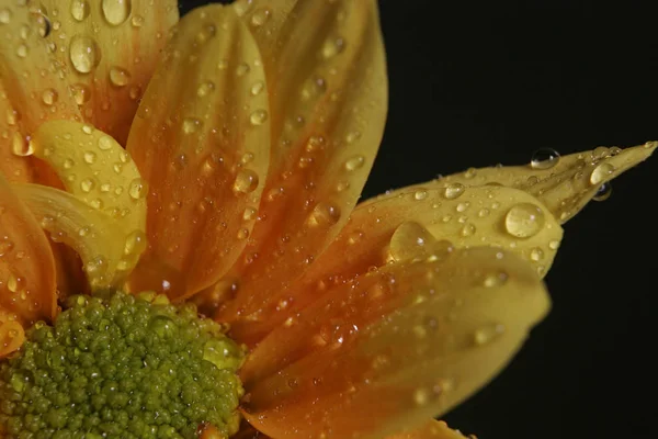 Мальовничий Вид Красиві Ромашки Квіти — стокове фото