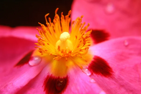 Όμορφη Ανθίζοντας Λουλούδι Φύση Έννοια Φόντο — Φωτογραφία Αρχείου