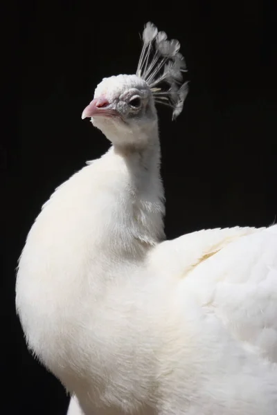 Білий Птах Павич Екзотичний Павич — стокове фото
