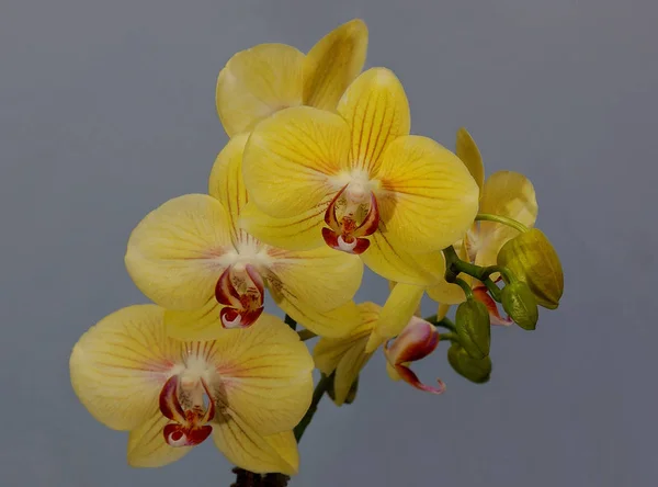 Schöne Blumen Blumiges Konzept Hintergrund — Stockfoto