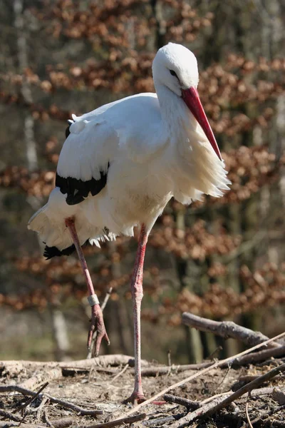 Scenic View Beautiful Stork Bird Nature — Stock Photo, Image