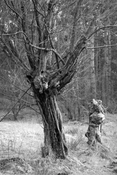 Est Meiin Première Tentative Avec Mon 20D Mode Noir Blanc — Photo