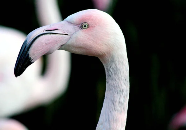 Scenic View Beautiful Bird Nature — Stock Photo, Image