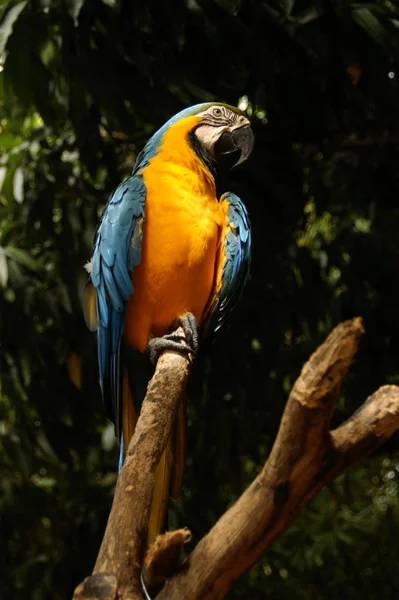 Gelbbrustara Şubat 2006 Isla Maragrita Venezuela Los Robbins Yerleşmiştir Minolta5D — Stok fotoğraf