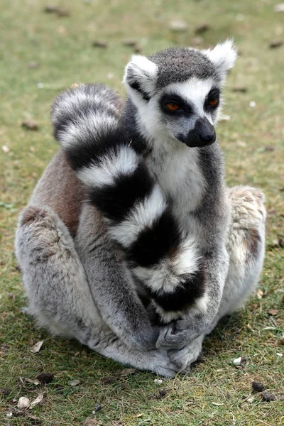 Denmark Zoo Ebeltoft 2005 — Stock Photo, Image