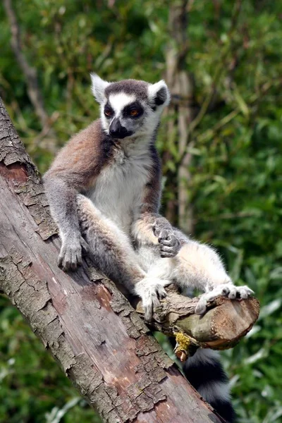 Denmark 動物園 Ebeltoft 2005 — ストック写真