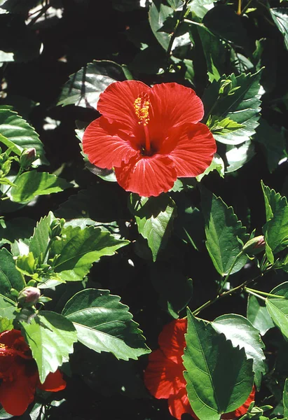 Schöne Botanische Aufnahme Natürliche Tapete — Stockfoto