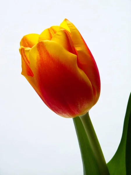 Schöne Botanische Aufnahme Natürliche Tapete — Stockfoto