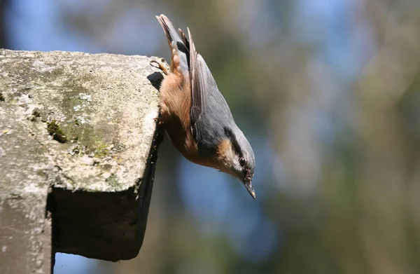 Vogel Des Jahres 2006 — Stockfoto