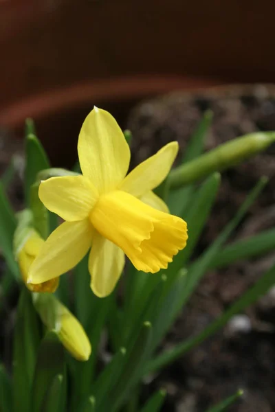 Narciso Flores Flores Pétalas Flor — Fotografia de Stock