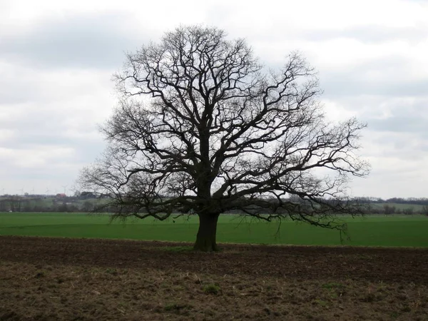 Ein Neuer Baum Weil Andrea Bisher Bis Ihren Bäumen Ich — Stockfoto