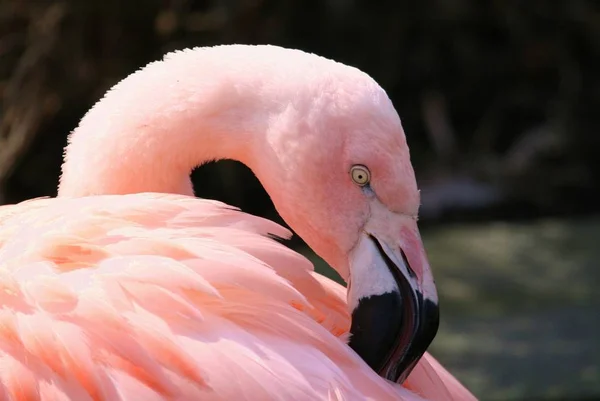 Flamingo Fundo Pássaro Natural — Fotografia de Stock