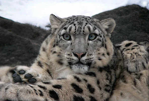 Leopardo Nieve Depredador Animal Gato — Foto de Stock