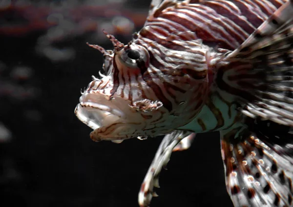 Lionfish Sea Underwater Sea Life — стоковое фото