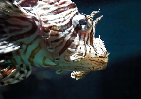 Подводная Морская Вода Львы — стоковое фото