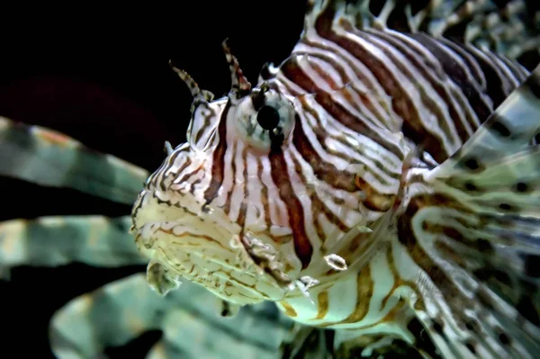 Eaux Sous Marines Poissons Lions — Photo