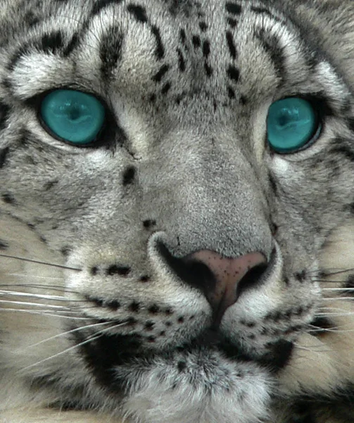 Animales Diferentes Enfoque Selectivo — Foto de Stock