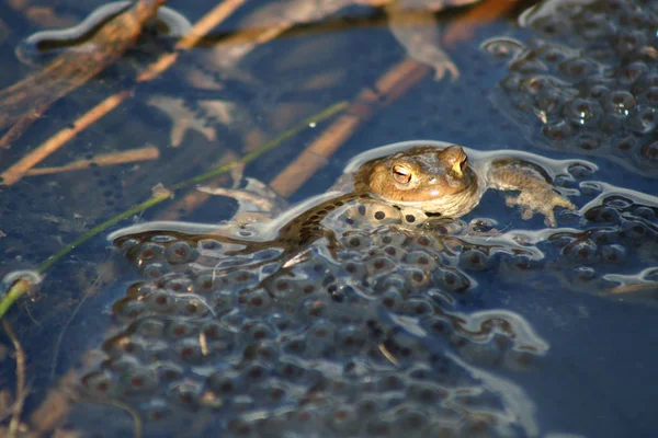 野生のカエルの近景 — ストック写真