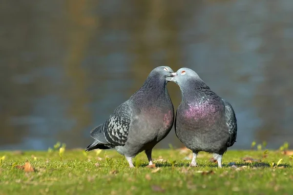 Tauben Gibt Auch Sie Sind Unzertrennlich Und Bleiben Ein Leben — Stockfoto