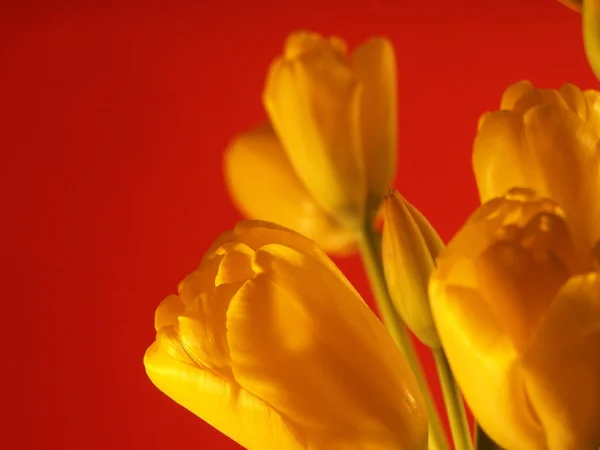 Fleurs Tulipes Printanières — Photo