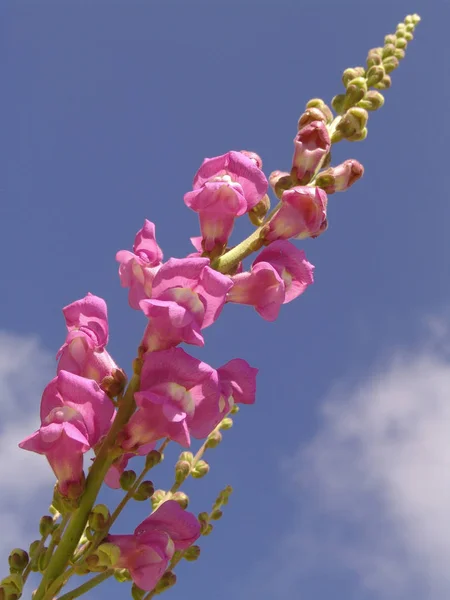 美丽的花朵 花卉概念背景 — 图库照片