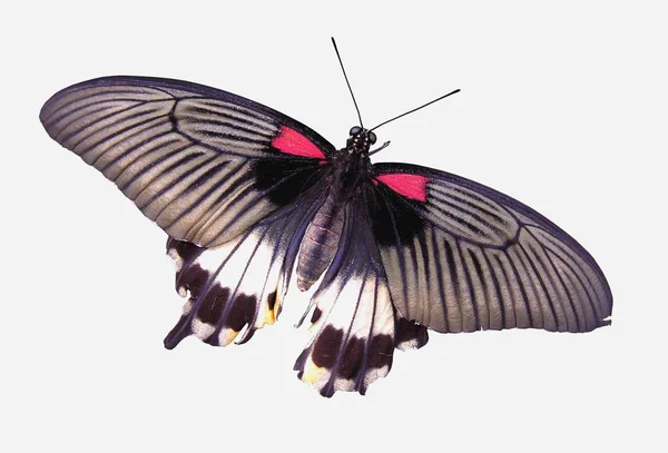 Close Uitzicht Mooie Kleurrijke Vlinder — Stockfoto