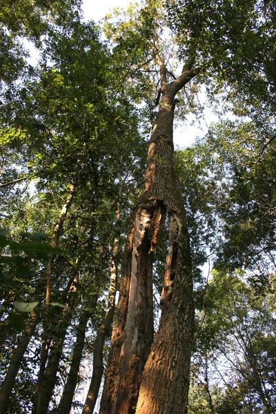 Träd Skogen — Stockfoto