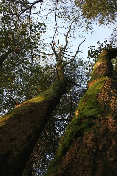 Vista Floresta Nas Montanhas — Fotografia de Stock