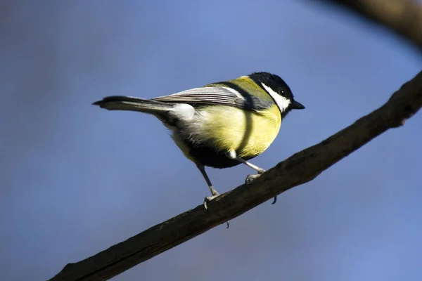 Malerische Ansicht Der Schönen Meise Vogel — Stockfoto