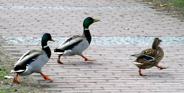 Festői Kilátás Gyönyörű Madár Természetben — Stock Fotó