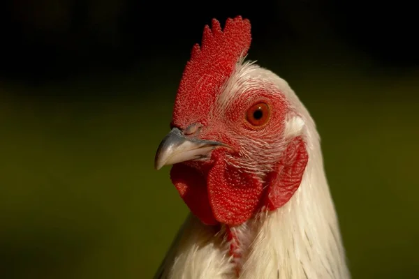 Vacker Utsikt Över Vacker Fågel Naturen — Stockfoto