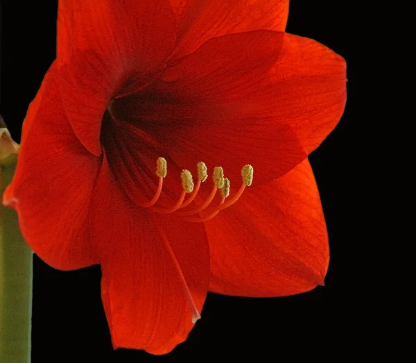 Amaryllis Virágszirmok Flóra Virágzás — Stock Fotó