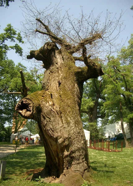 Flora Naturen Botanik Trädstammar — Stockfoto