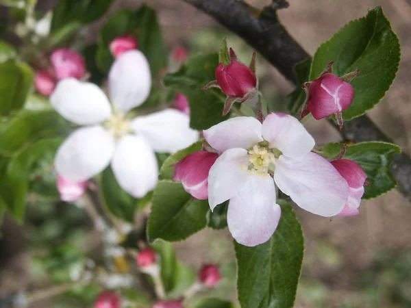 Antes Que Manzana Sea Manzana — Foto de Stock